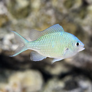 Blue/Green Reef Chromis (Chromis viridis)