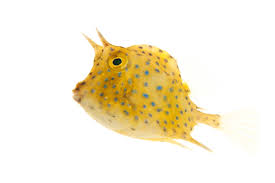 Blue Spotted Camel Cowfish (lactophrys quadricornis)