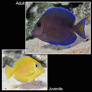 Blue Caribbean (Atlantic Blue) Tang - (Acanthurus coeruleus)