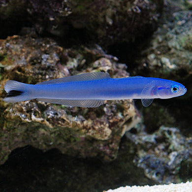 Blue Gudgeon Dartfish (Ptereleotris heteroptera)