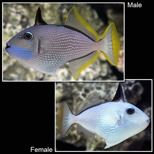 Blue (Bluejaw) Throat Triggerfish (Female) (Xanthichthys auromarginatus)