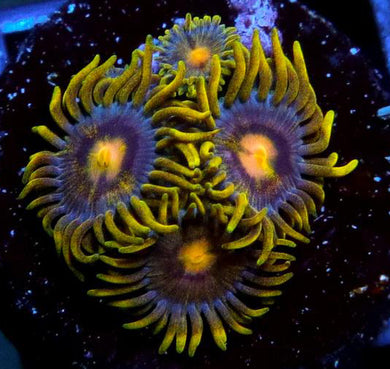 Blueberry Fields Zoanthids - Zoanthus sp.