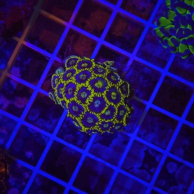 **WYSIWYG** (4 Polyps off Colony) Blueberry Fields Zoanthids - Zoanthus sp.