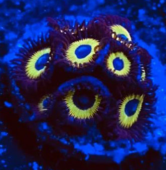 Bob Marleys Zoanthids - Zoanthus sp.