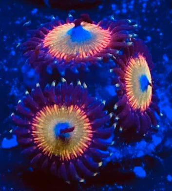 Bowsers Zoanthids - Zoanthus sp.