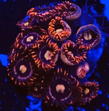 Bubbleyumm Zoanthids - Zoanthus sp.