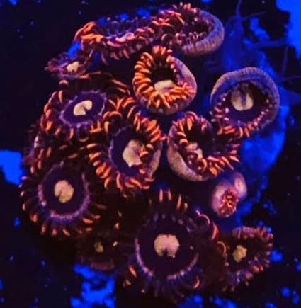 Bubbleyumm Zoanthids - Zoanthus sp.