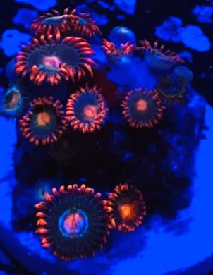 Bullseye Zoanthids - Zoanthus sp.