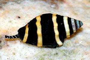 Bumble Bee Snail  (Engina sp.)