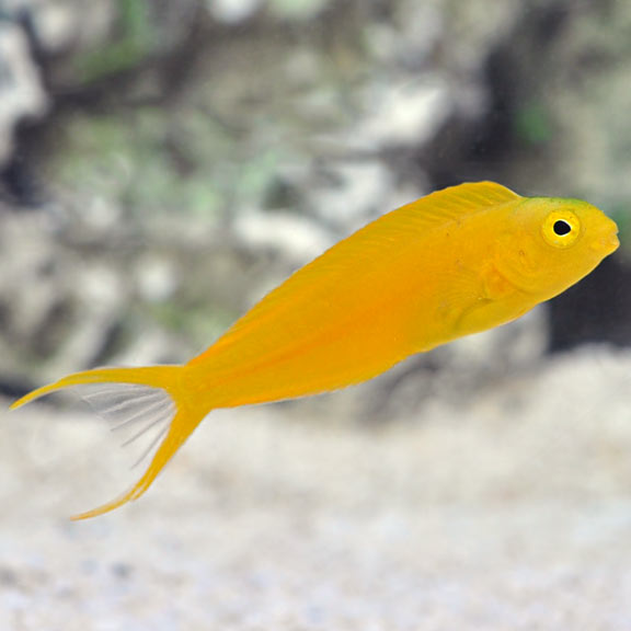 Canary Blenny - (Meiacanthus oualanensis)