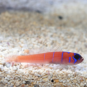Catalina Goby- (Lythrypnus dalli)