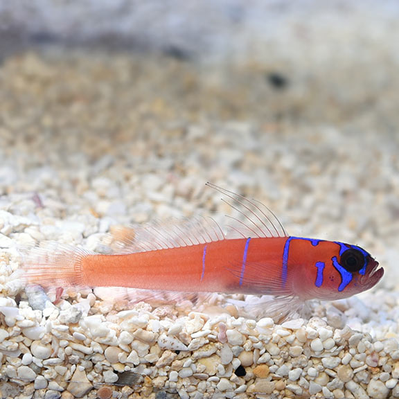 Catalina Goby- (Lythrypnus dalli)