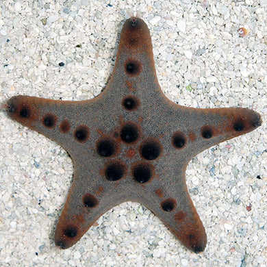 Chocolate Chip Sea Star (Protoreaster nodosus)
