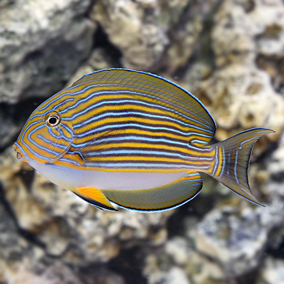 Clown Tang - (Acanthurus lineatus)