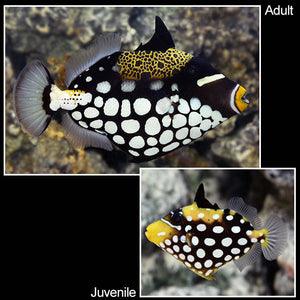 Clown Triggerfish - (Balistoides conspicillum)