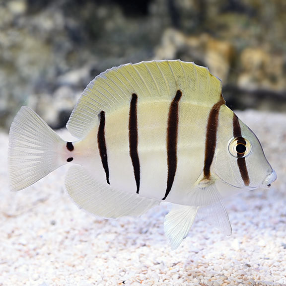 Convict Tang - (Acanthurus triostegus)