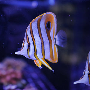 Copperband Butterflyfish  (Chelmon rostratus)