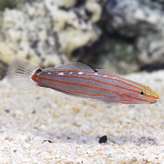 Rainford's Court Jester Goby - (Koumansetta rainfordi)