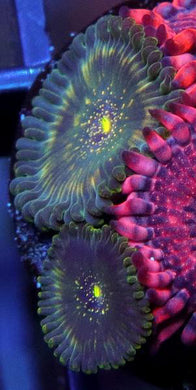 Darkwater People Eater Zoanthids - Zoanthus sp.