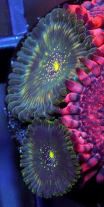 Darkwater People Eater Zoanthids - Zoanthus sp.