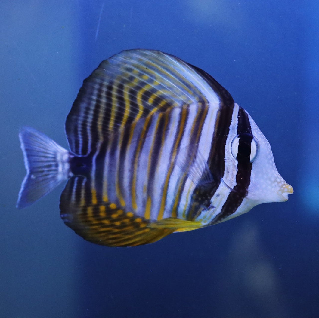 **WYSIWYG** Sailfin Tang, Desjardini - (Zebrasoma desjardini)