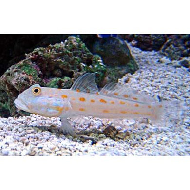 Diamond (Sleeper) Watchman Goby  (Valenciennea puellaris)
