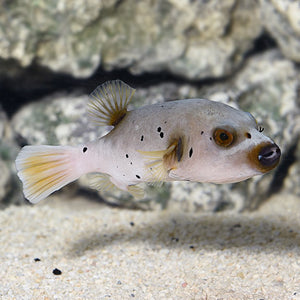 Arothron Dog Face Puffer - (Arothron nigropunctatus)