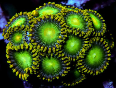 Dragon Eye Zoanthids - Zoanthus sp.