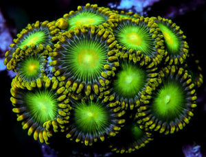 Dragon Eye Zoanthids - Zoanthus sp.