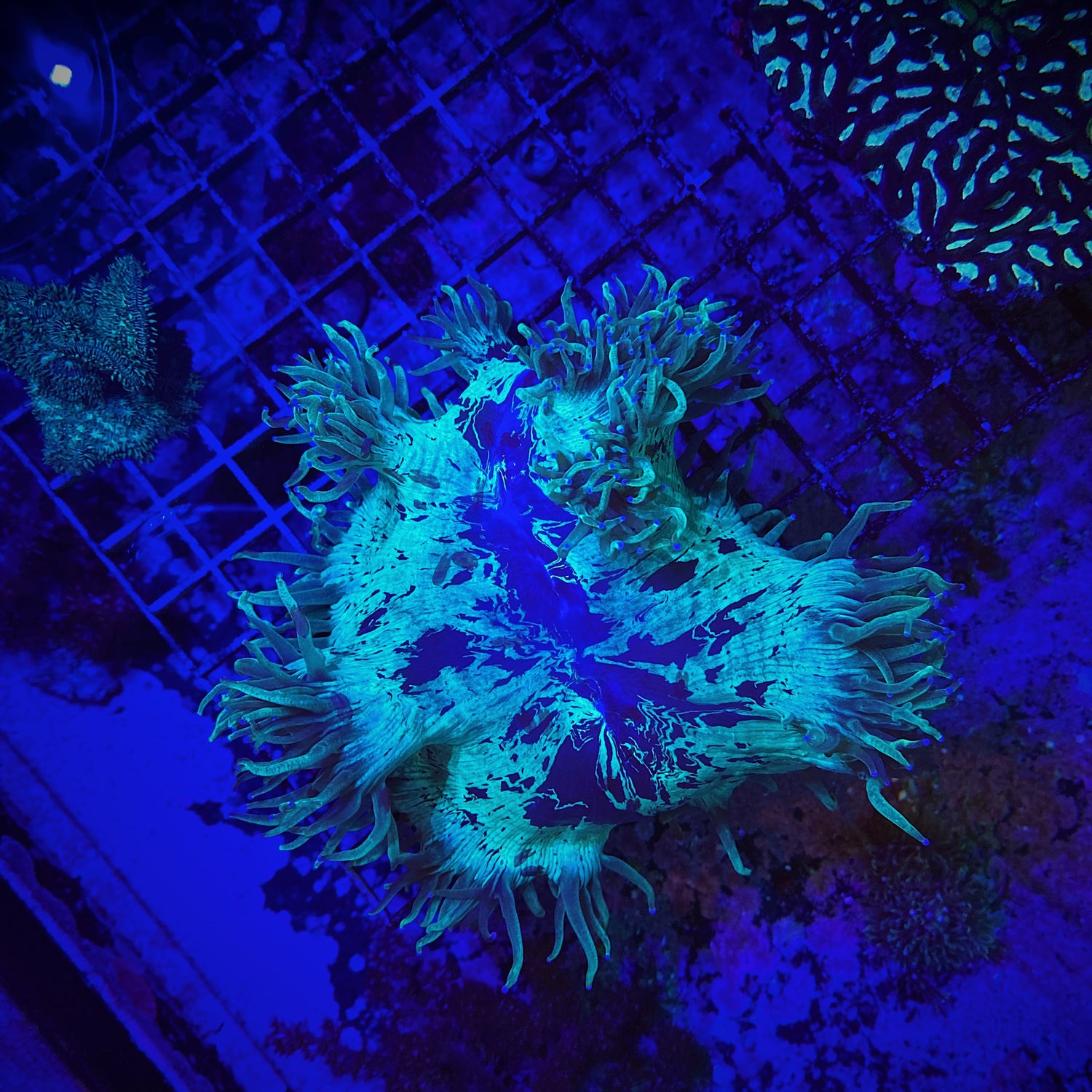 **WYSIWYG** Elegance Coral - (Catalaphyllia jardinei)