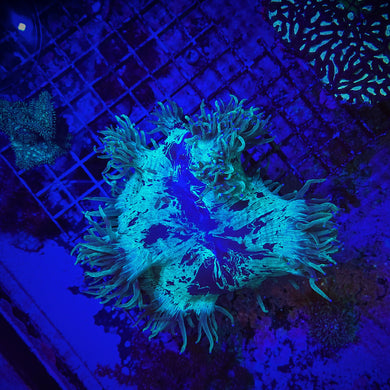 **WYSIWYG** Elegance Coral - (Catalaphyllia jardinei)