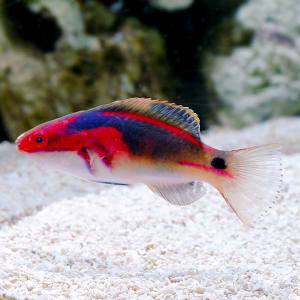 Exquisite Fairy Wrasse - (Cirrhilabrus exquisitus)