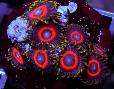 Fairy Tales Zoanthids - Zoanthus sp.