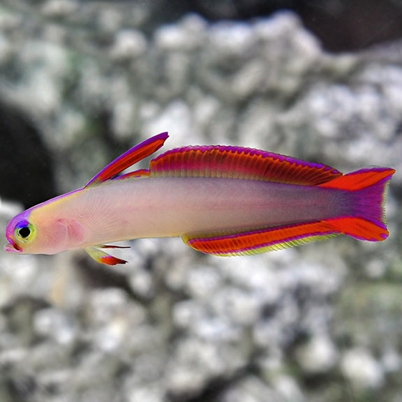 Firefish, Purple  (Nemateleotris decora)