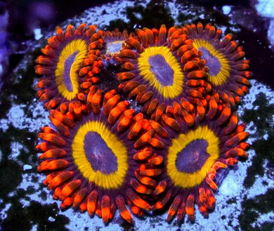Fruitloops Zoanthids - Zoanthus sp.