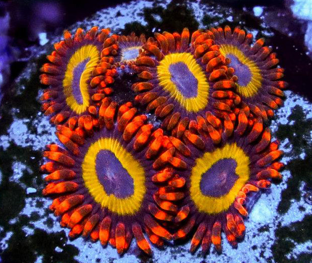 Fruitloops Zoanthids - Zoanthus sp.