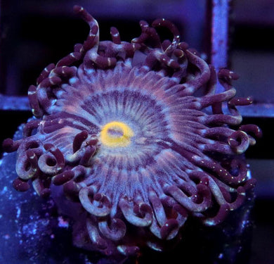 GB Amethyst Zoanthids - Zoanthus sp.