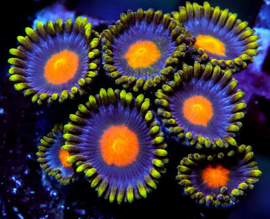GB Full Moon Zoanthids - Zoanthus sp.