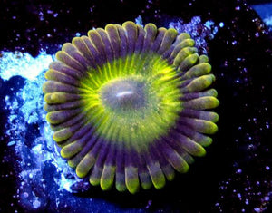 GB Green Goblin Zoanthids - Zoanthus sp.