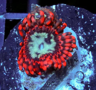 GB Java Chaos Zoanthids - Zoanthus sp.