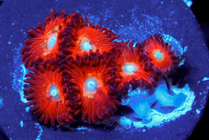 GB Mars Alien Zoanthids - Zoanthus sp.