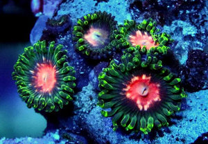 GB Pink Panther Zoanthids - Zoanthus sp.