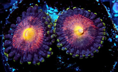 GB Sunkiss Zoanthids - Zoanthus sp.