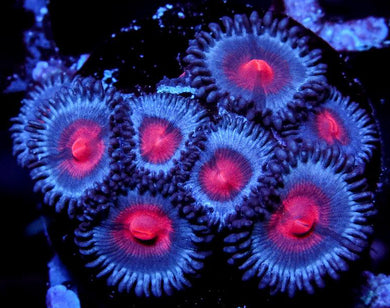 GB Taipei Vice Zoanthids - Zoanthus sp.