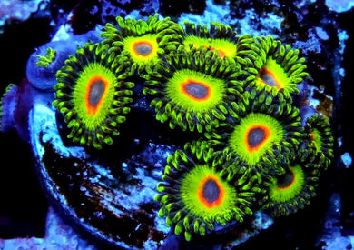 Viva Brazil Zoanthids - Zoanthus sp.