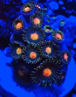 Gatorade Zoanthids - Zoanthus sp.