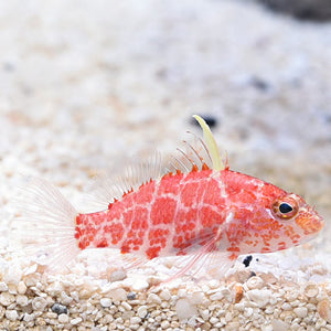 Geometric Pygmy Perchlet Hawkfish (Plectranthias sp.)