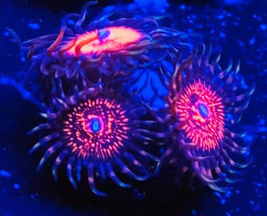 Gods of War Zoanthids - Zoanthus sp.
