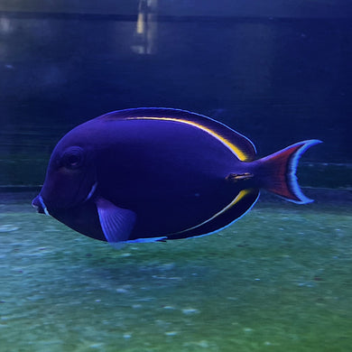 **WYSIWYG** Hybrid, Achilles-White Cheek - (Acanthurus achilles X nigricans)
