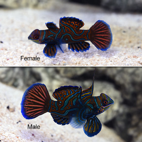 Green Mandarin Dragonet - (Synchiropus splendidus)